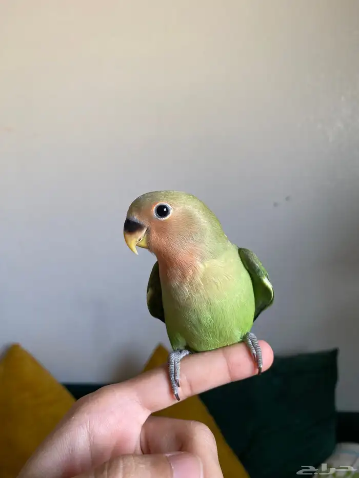 فروخ روز اليفه 4