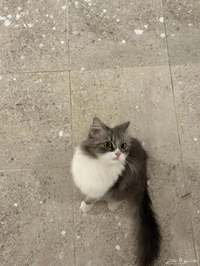 قطة للتبني انثى 7