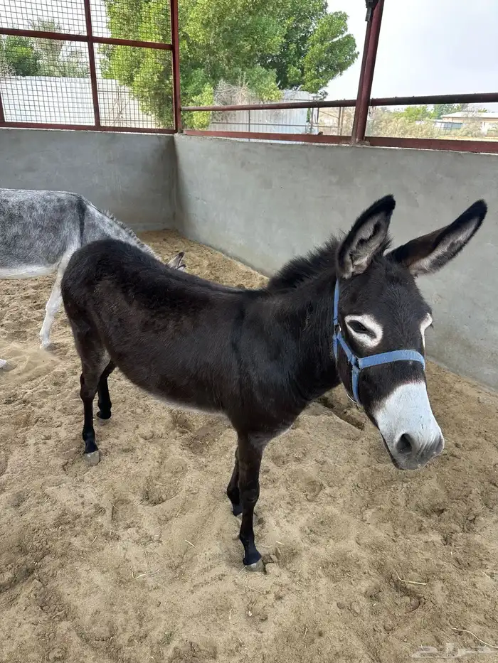 حمارتين للبيع 0