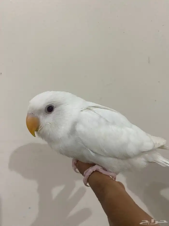 طير روز البينو اليف فرخ بدايه طيران علا السوم 0