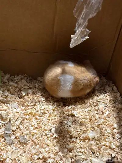 همستر سوري نضيف جدا ومربى index