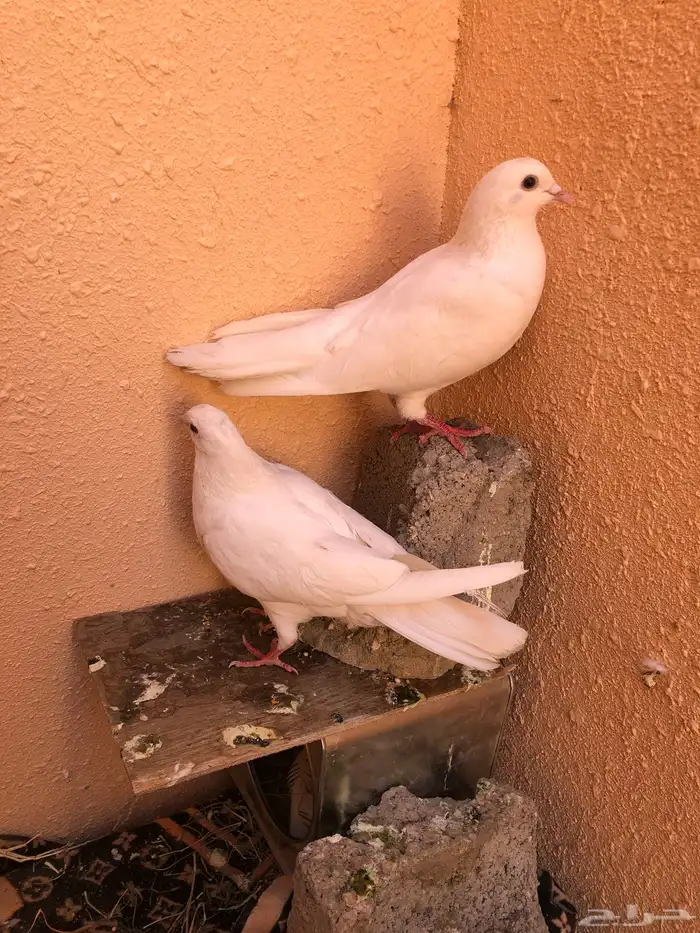 البيع حمام فرنسي لحم 0