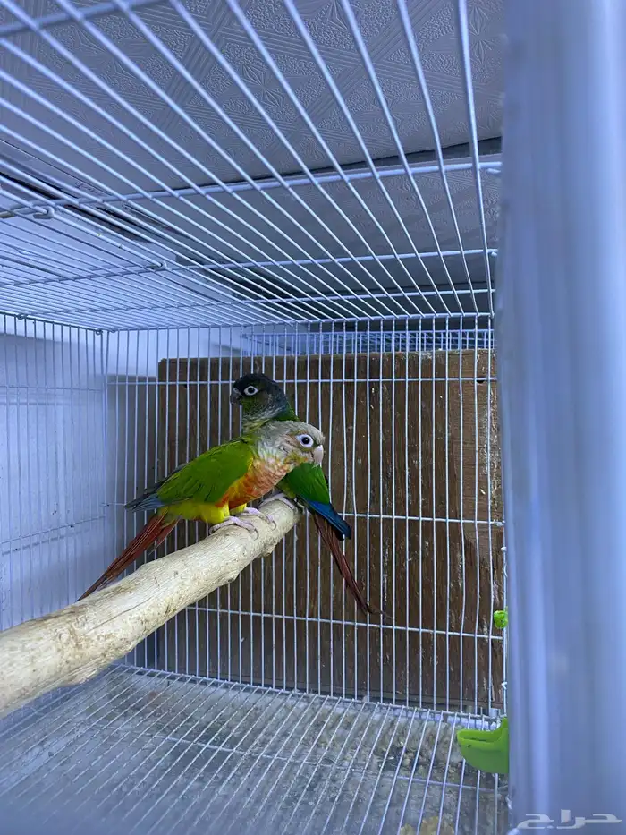 حوز كنيور جاهز 2