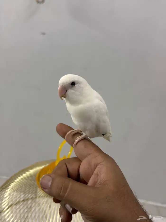 طاير الروز اليف و يطلع على اليد لحاله للبيع بدون قفص 0