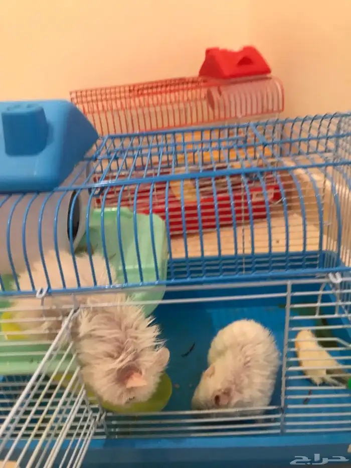 هامسترين للبيع 0