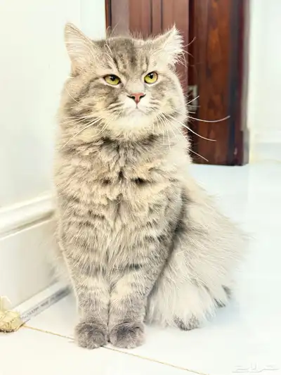 قط ذكر هجين شيرازي و سكوتش للتبني index