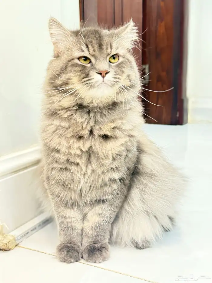 قط ذكر هجين شيرازي و سكوتش للتبني 1