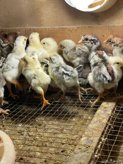 صوص بلدي فيومي شبابي جامبو index