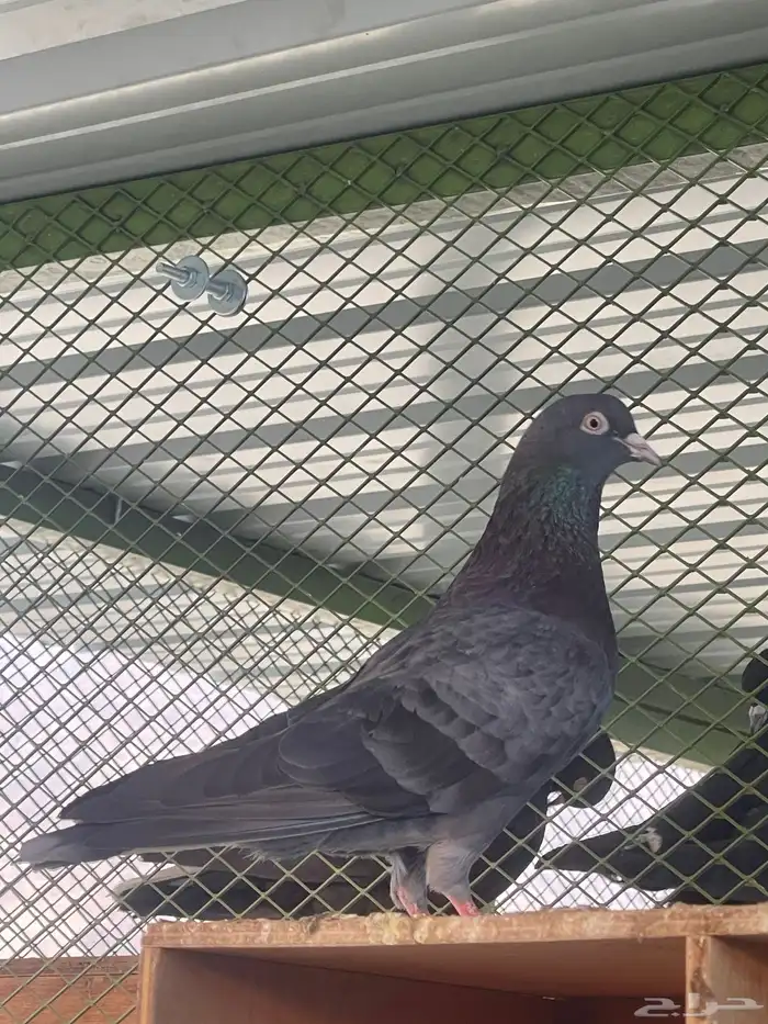 للبيع جوز قطيفي 3