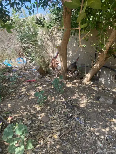 دجاج رومي index