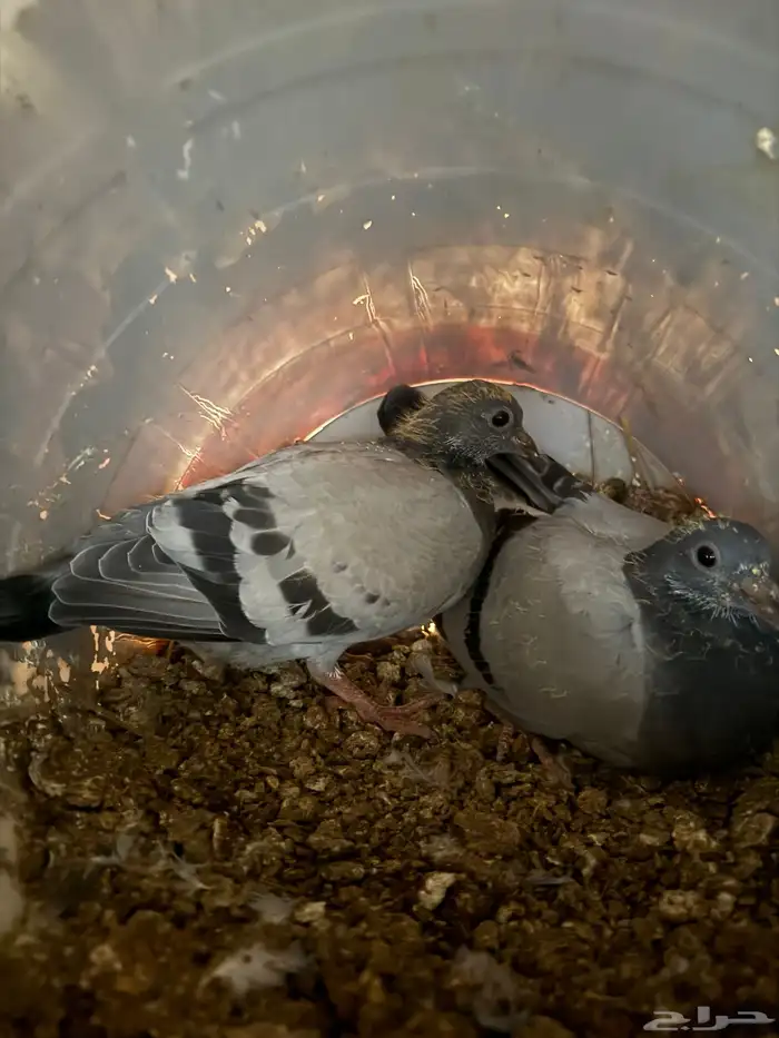 فراخة فرنسي سلفر وابيض وزاجل 3