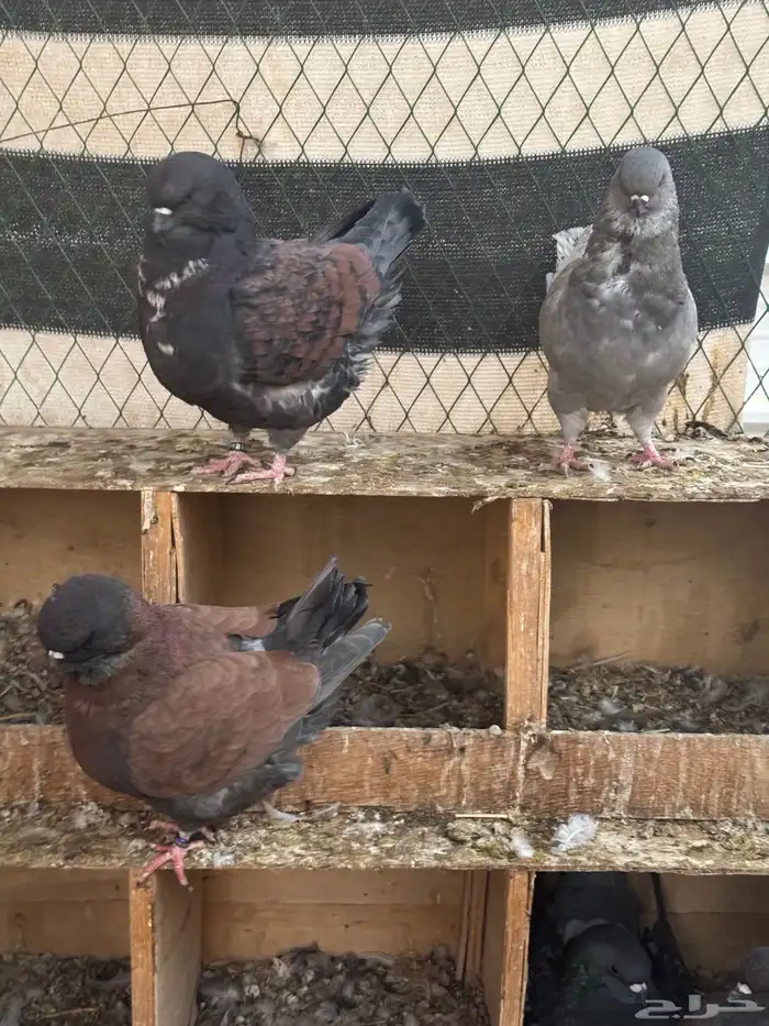 حمام كنق عدد 10 اجواز 2