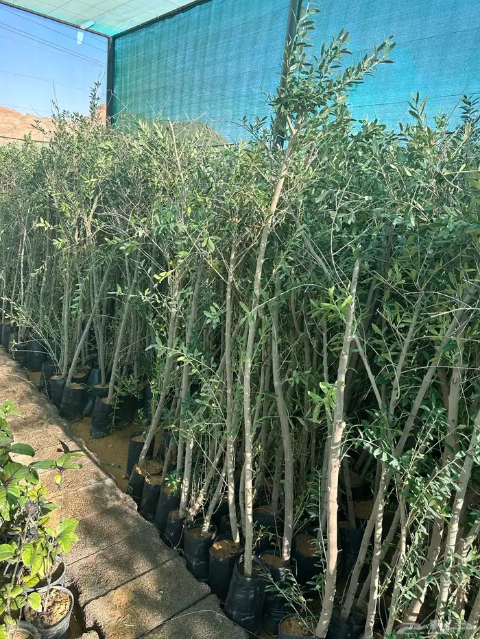 شتلات زيتون 0