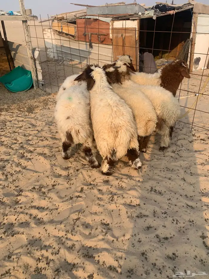 5 خرفان ورخل. سمان طيبه. فوق 4 شهور 0