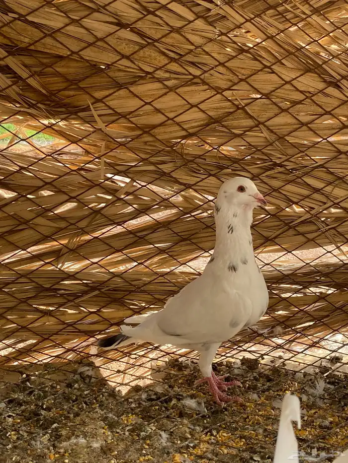 للبيع ذكر ريحاني وأنثى كنق 0