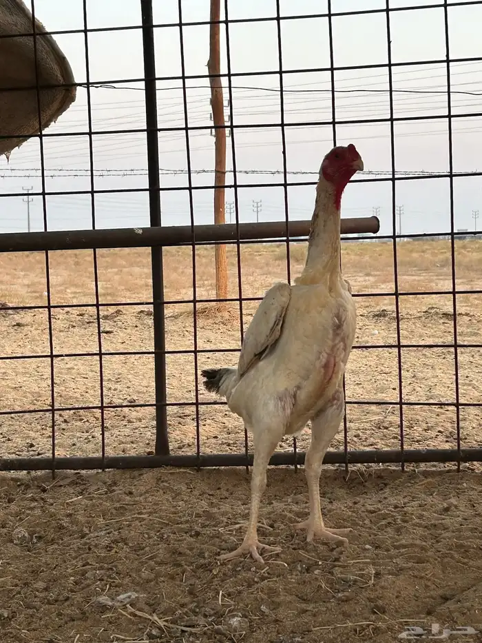 شامو ياباني تم البيع تم البيع 4