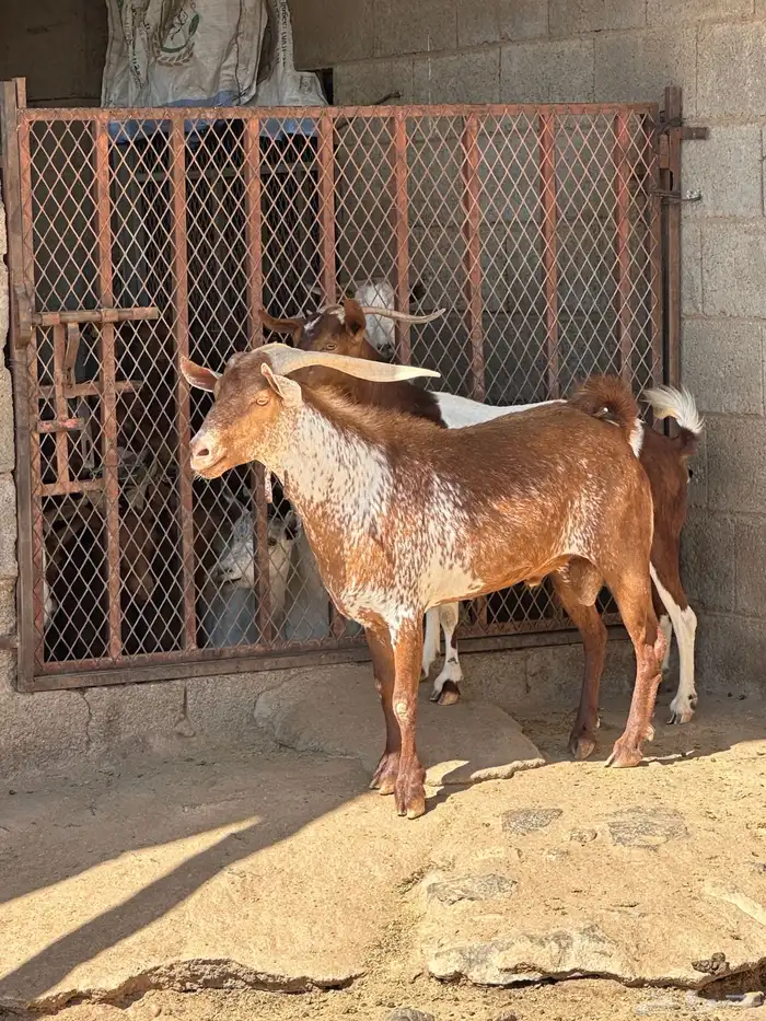 تيس ادهم فحل ومنتج طول وجبر السن ثني مشروط من كل العيوب 0