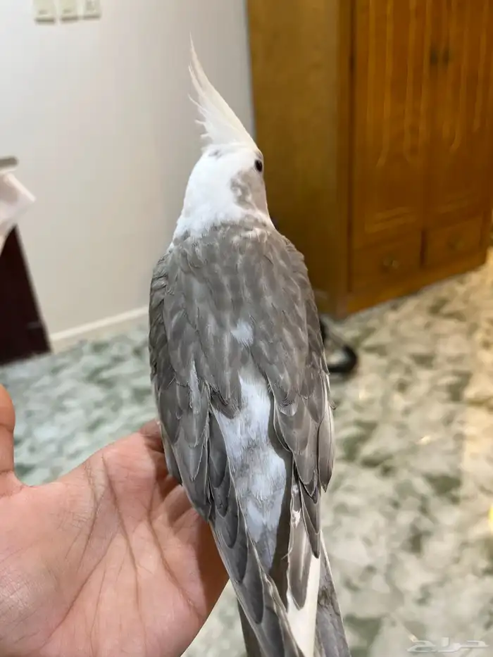 كروان هولندي ذكر 1