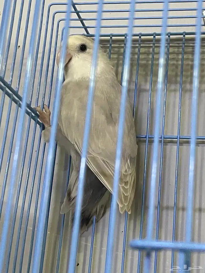 للبيع روز صحة ونظافة انتاج البلد وعلبة حجل احتمال كبير انثة 2