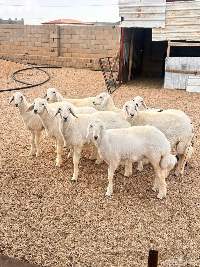 ذبائح حري للبيع 2