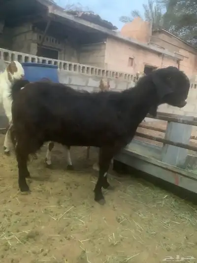 سوق المواشي الاحساء index