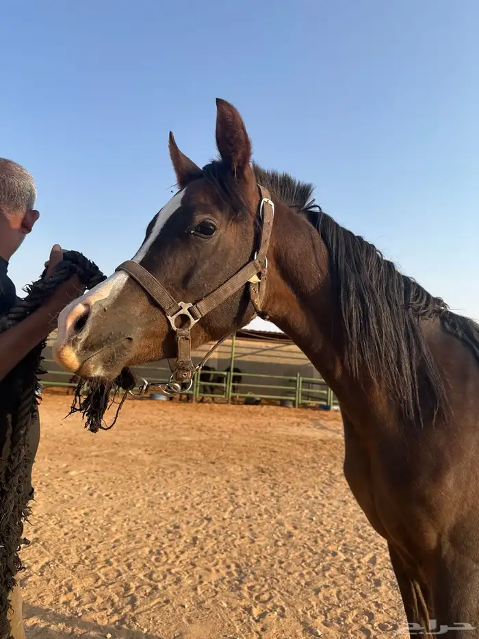 حصان مكس حفيد ابطال 5