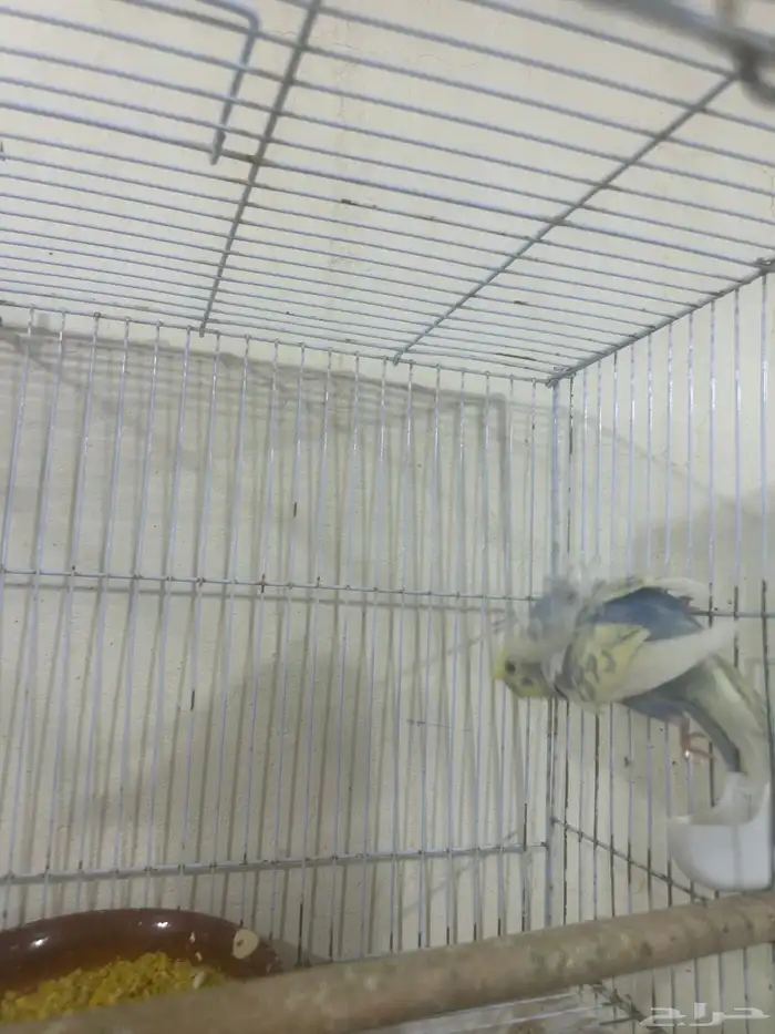 بادجي مع فروخه 1