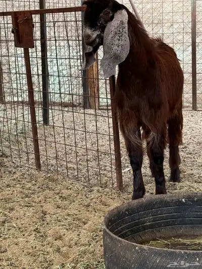 تيس مشروع index