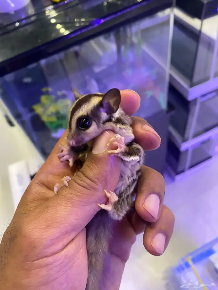 سنجاب الطائر اليفه 2