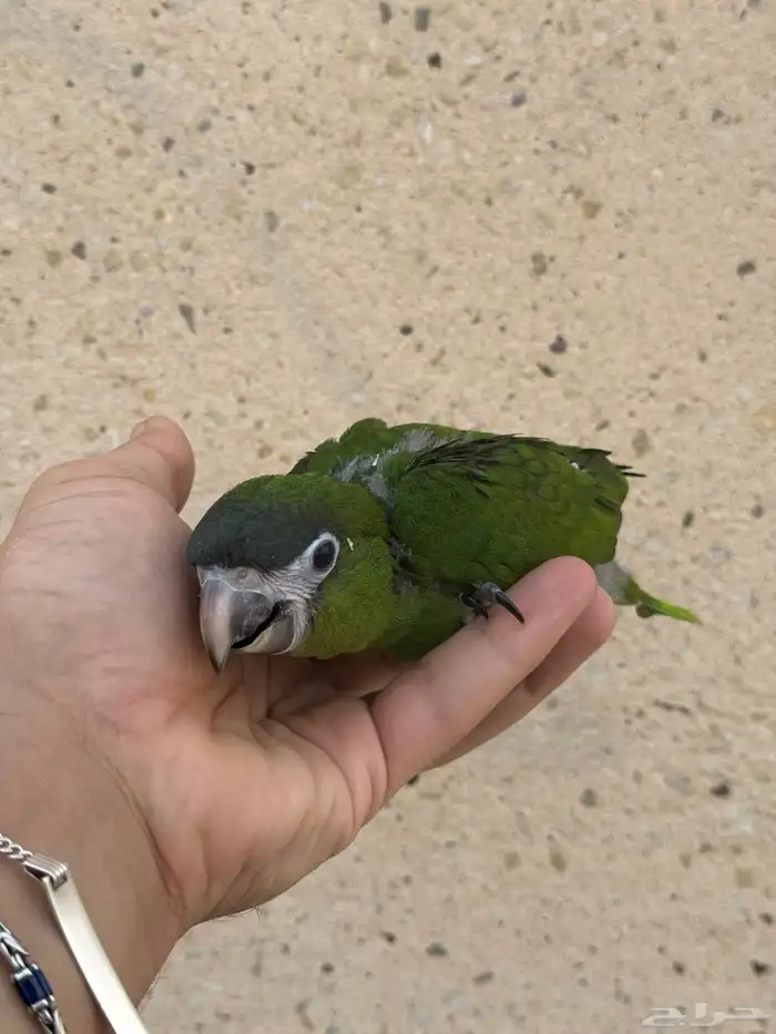 فروخ هانز مكاو - المكاو القزم 3