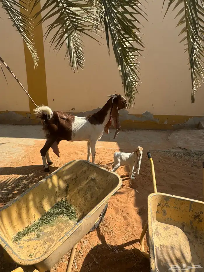 للبيع ماعز هولنديه صنف وجرم معها جفرتين 6