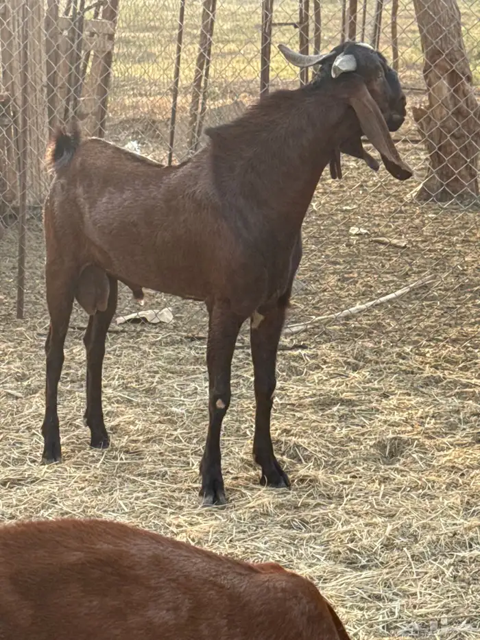 فحل أدهم جذع 0