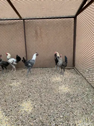 للبيع ديوك فيومي index