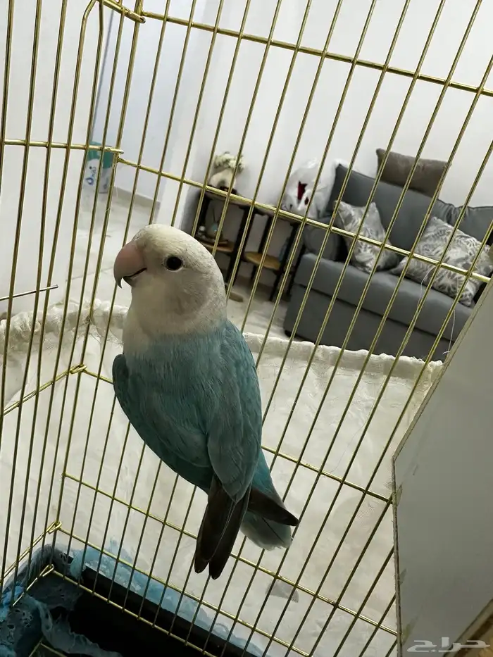 ذكر روز كان اليف جدا  الحين فيه خوف 2