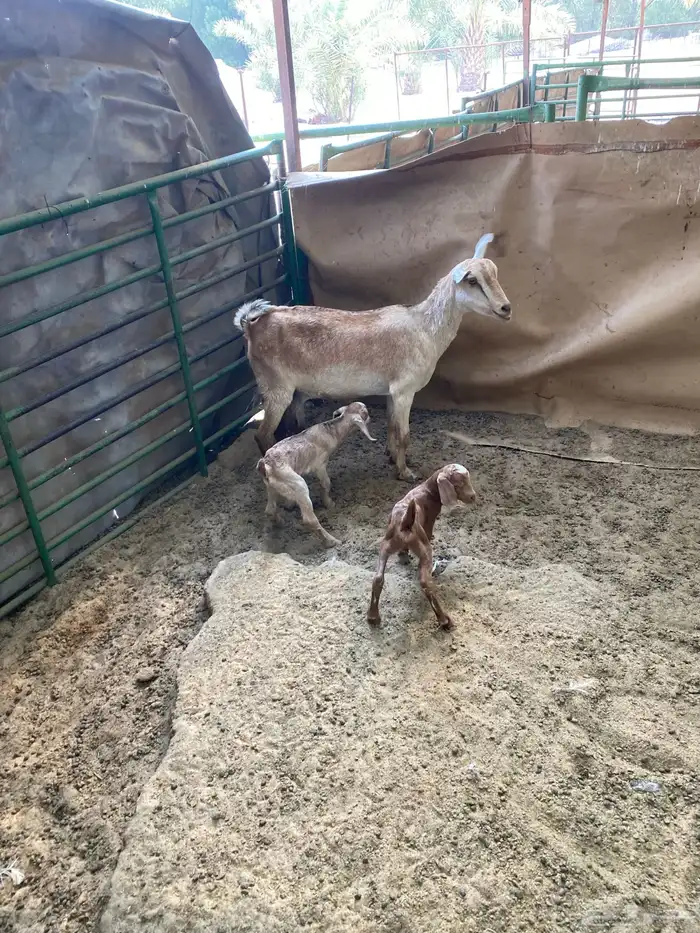 عنز متوم وجذعه مهجنه 2