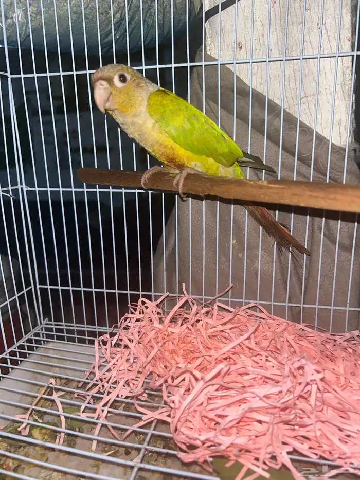 للبيع كنيور انثى 0