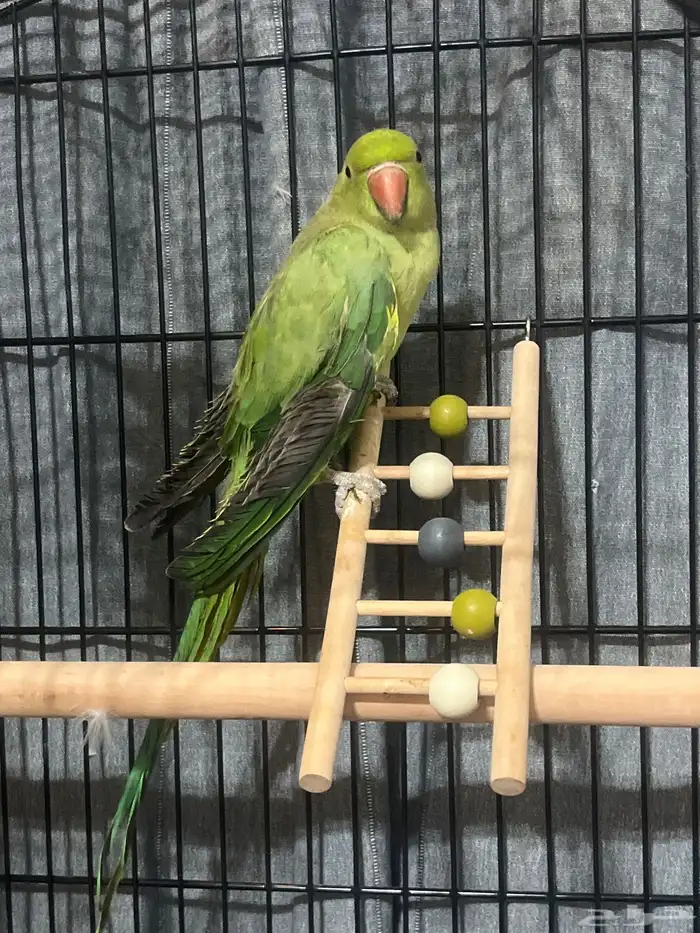 ببغاء الدره الهندي 0