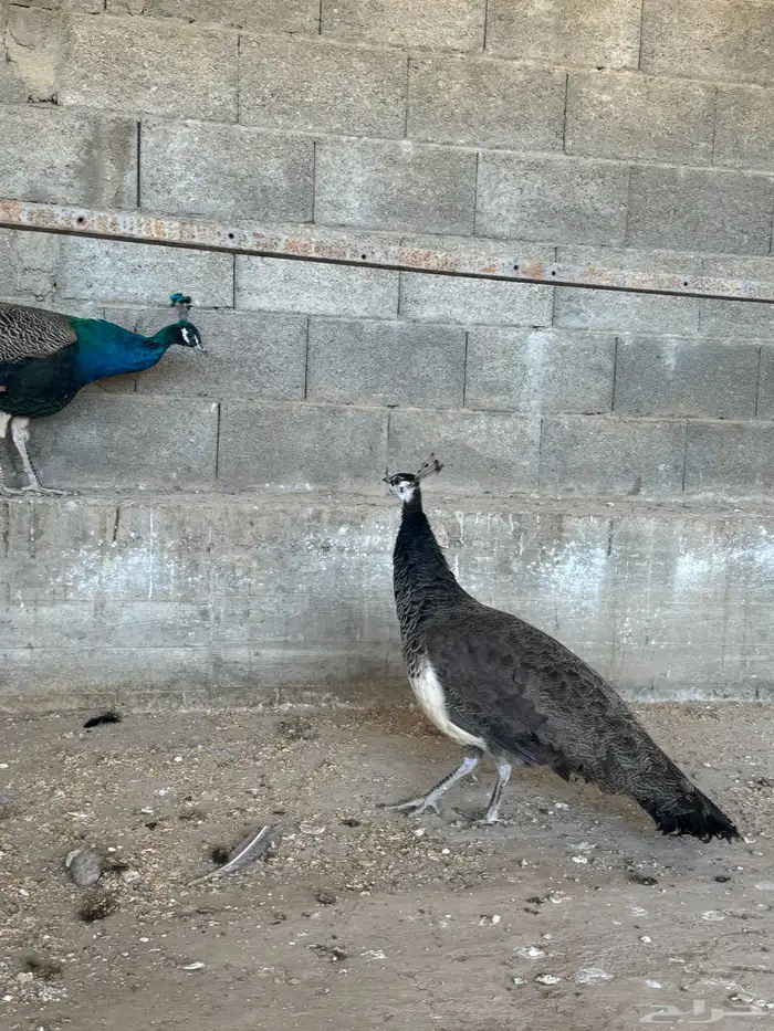 زو ج طائوس للبيع 3