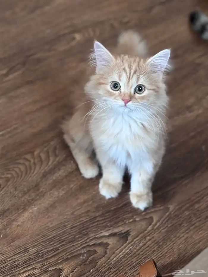 قط ذكر للبيع 0