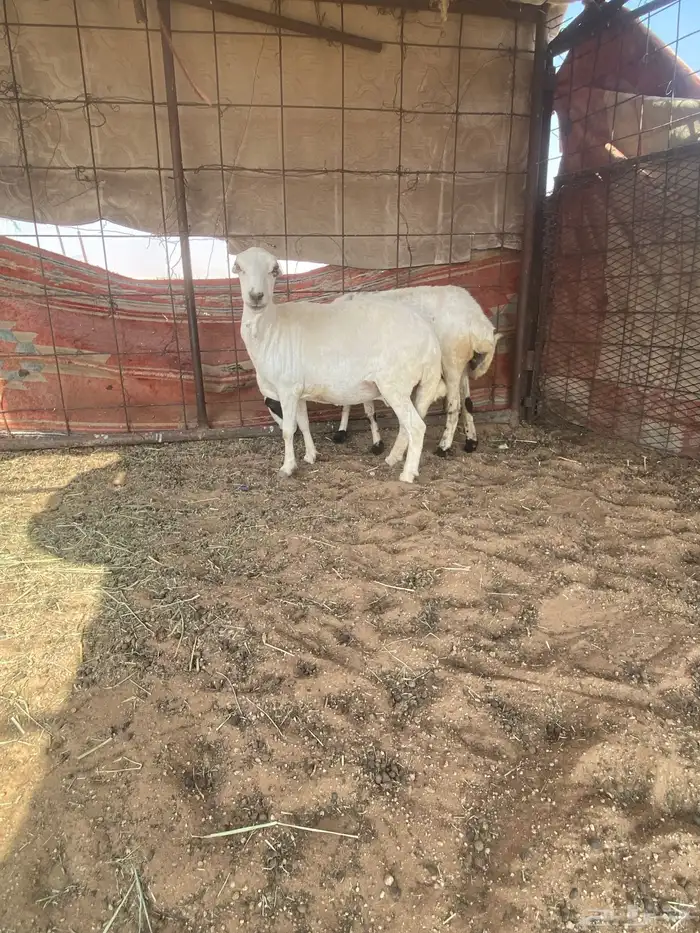 رفيديات دفيع 4