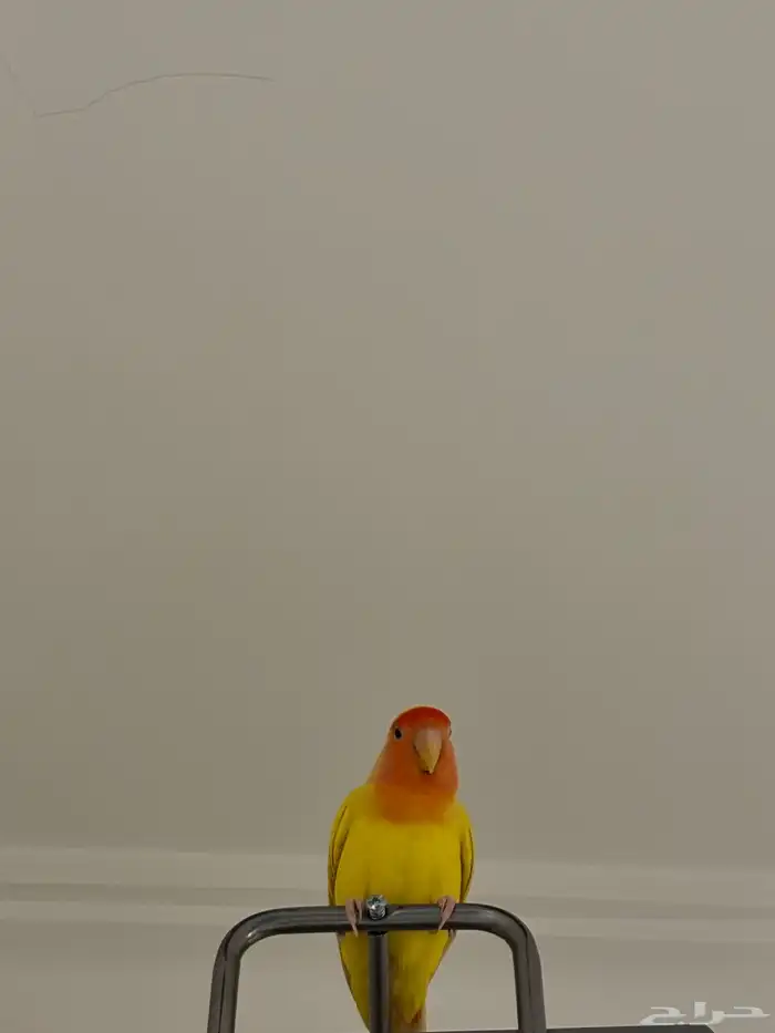 روز اصفر انثى 1