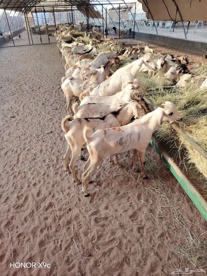 تيوس جذعان جملة وتفريد 1