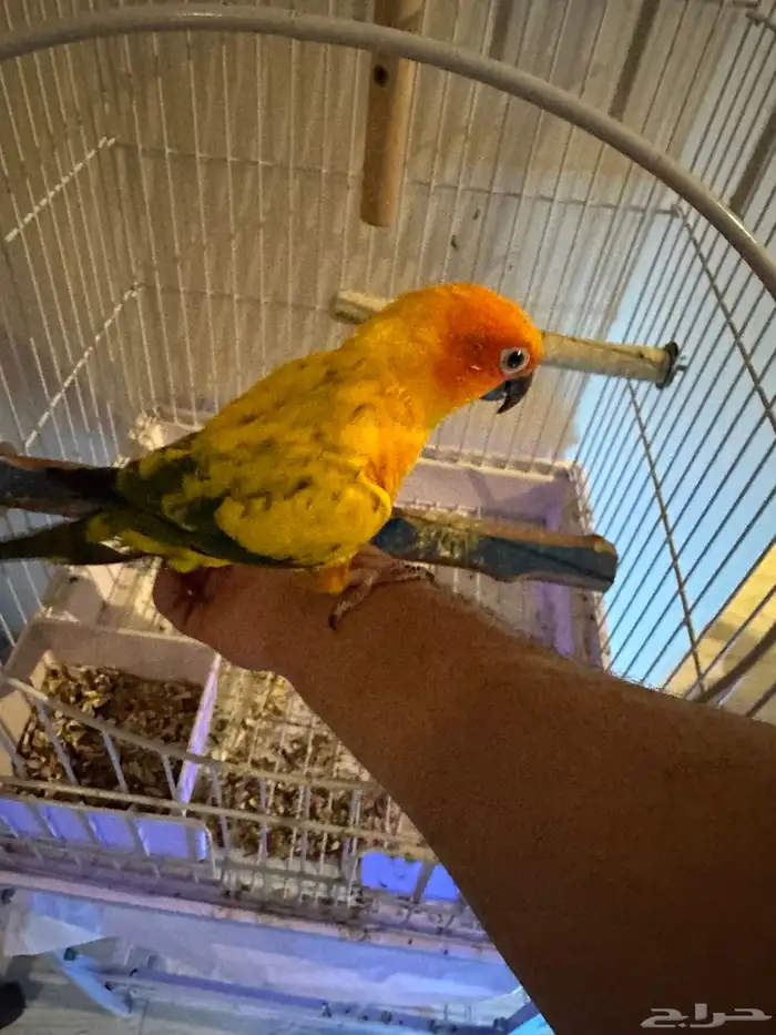 ببغاء صنكنيور 0