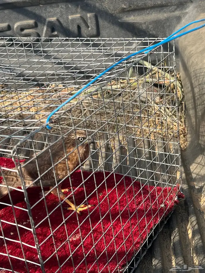 للبيع صقر الباشق 3