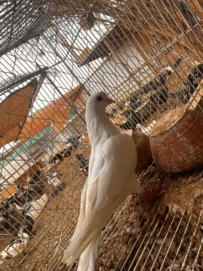 انثي قطيفي غرانق معقده صندقه 1