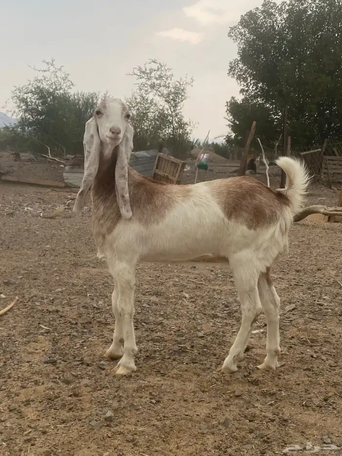 جفرة للبيع 1