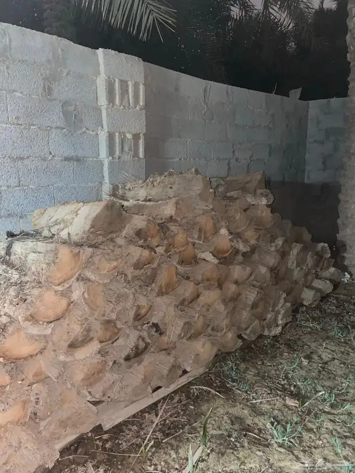 للبيع جذوع نخل 0
