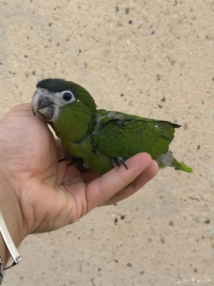 فروخ هانز مكاو - المكاو القزم 0