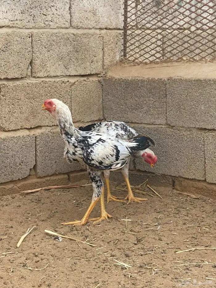 ديوك باكستاني 2