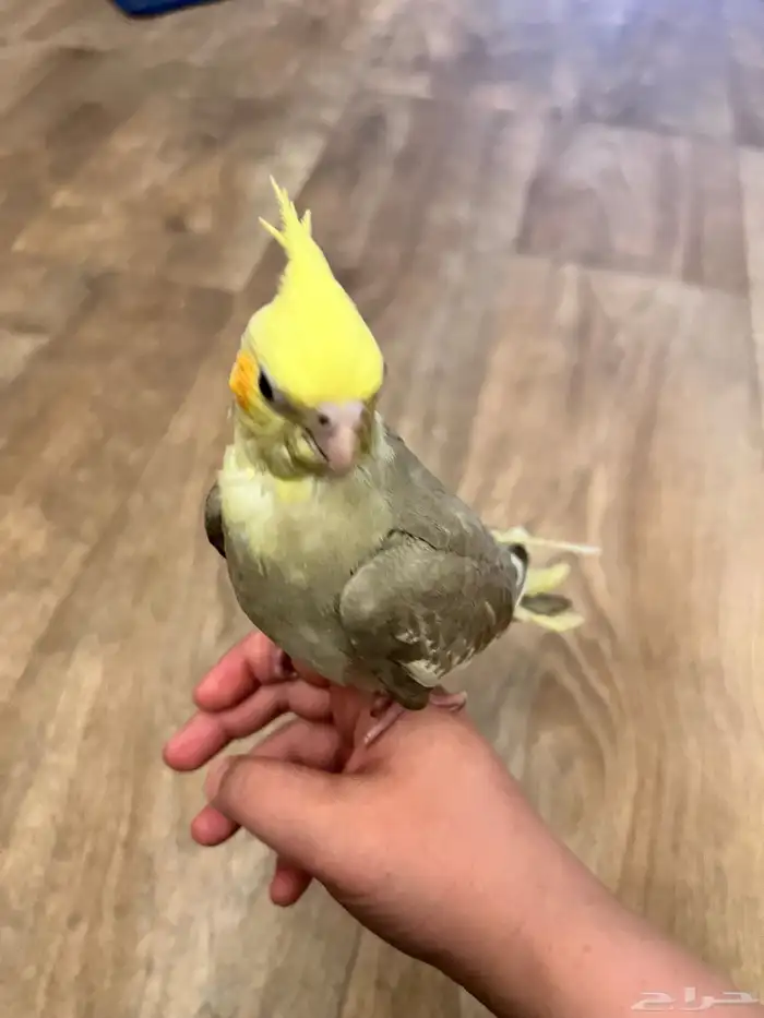 عصفور الكروان اثنين واحد ابيض والثاني رمادي ومع اكل 3